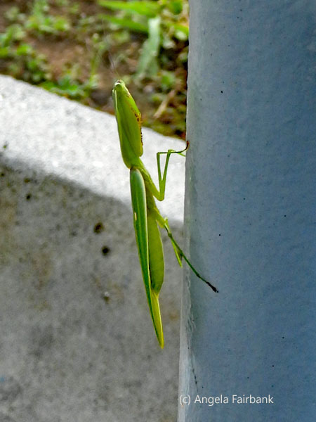leaf mantis 1