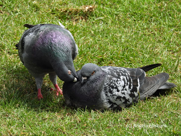 rock pigeon couple