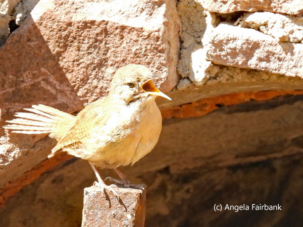 southern house wren at fort