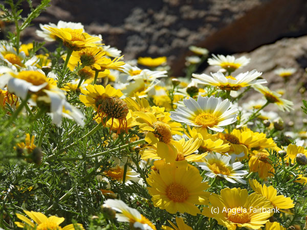 yellow and white flowers