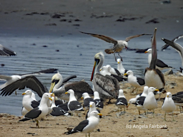 Peruvian pelicans and kelp gulls