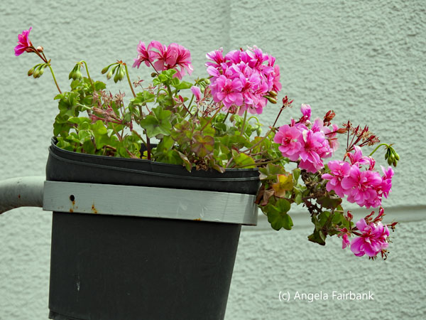 flowers in hanging pot