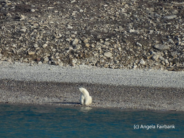 polar bear 1