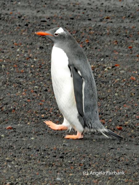 gentoo penguin on beach 1