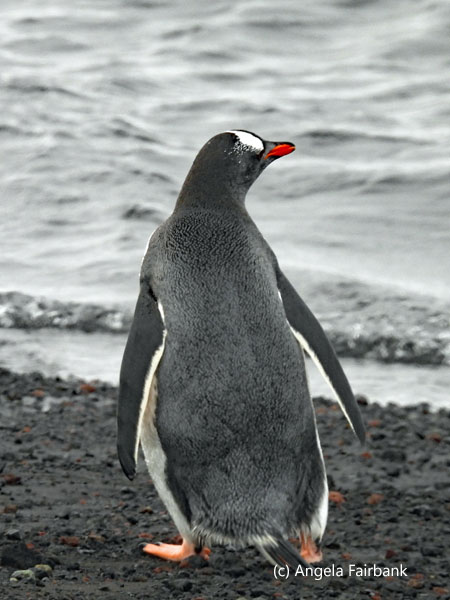gentoo penguin on beach 3
