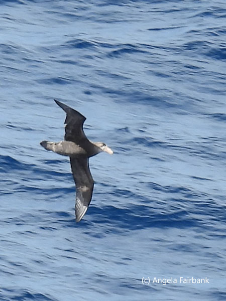 southern giant petrel