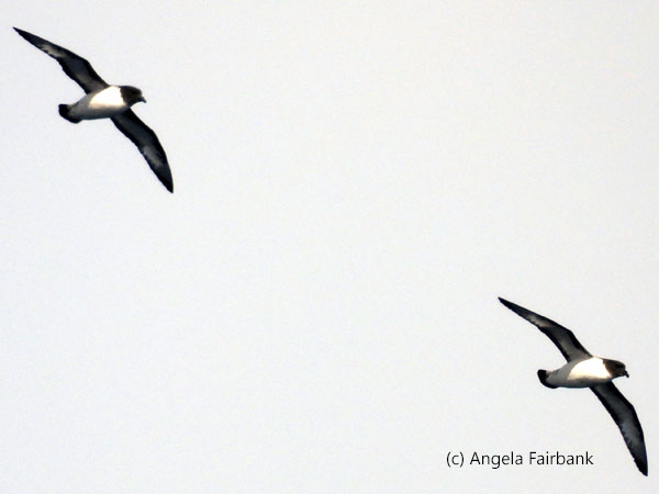 cape petrel