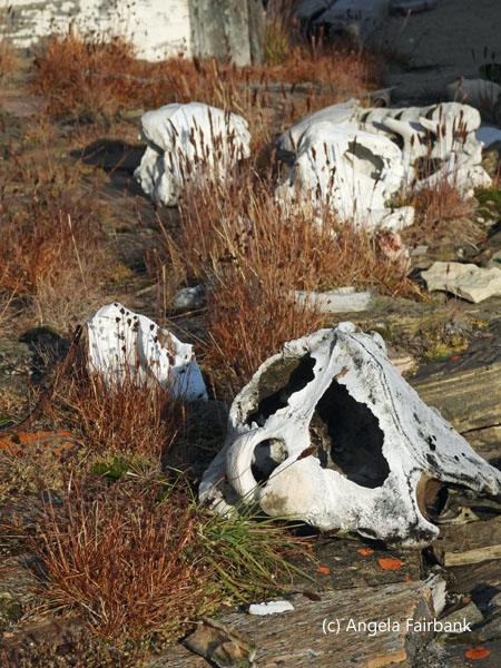 more bones