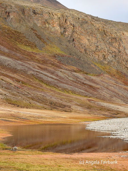 shades of brown reflected in water