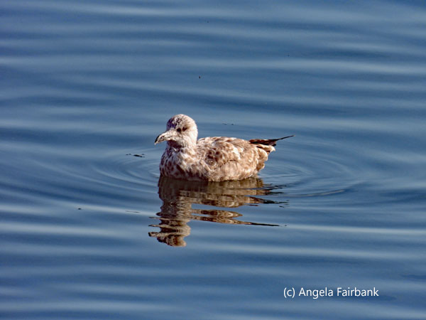 herring gull in water 1