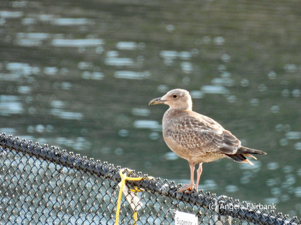 herring gull on fence