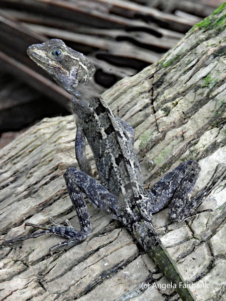 grey iguana