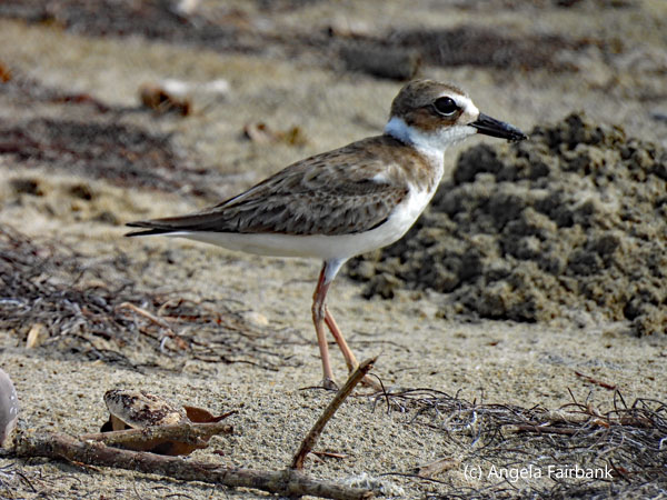 wilsons plover 2