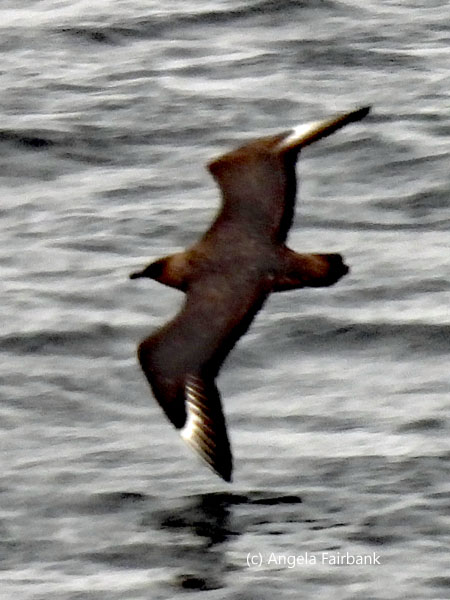 flying chilean skua