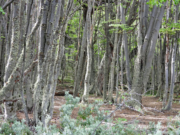 lenga trees