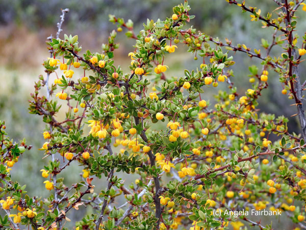 Berberis microphylla