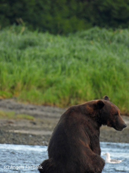 sitting bear with head turned to right
