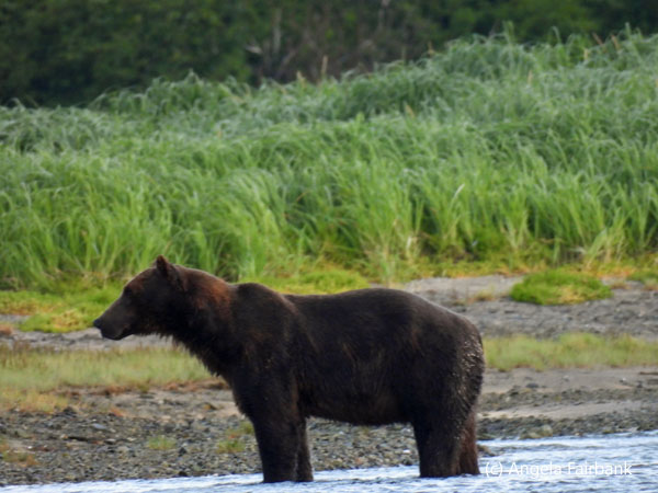bear standing in stream 2