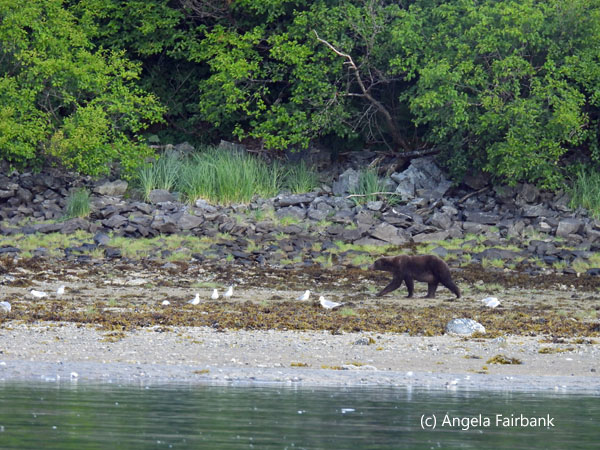 bear walking toward island
