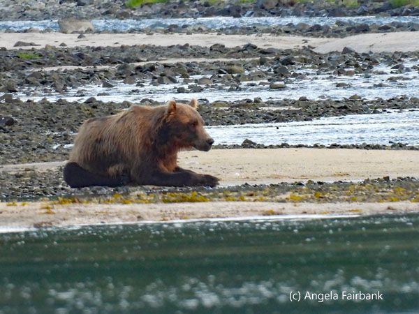 bear sitting