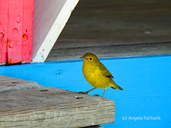 yellow warbler female 2