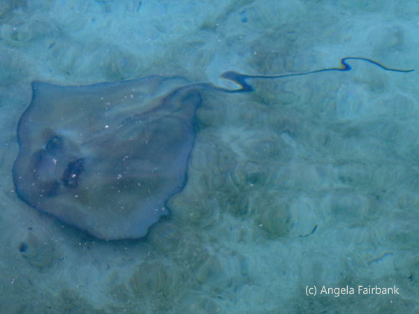 sting ray
