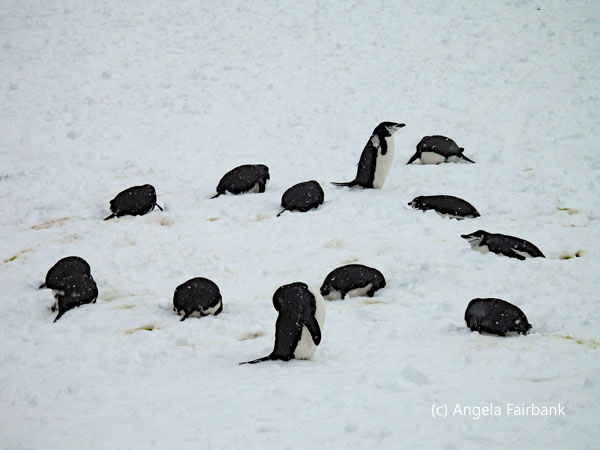 chinstrap penguins 5