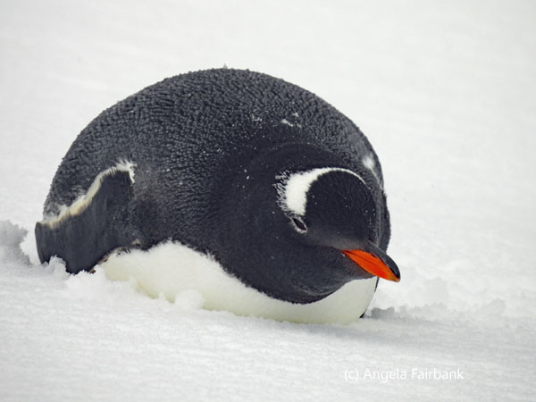 chinstrap penguin 19