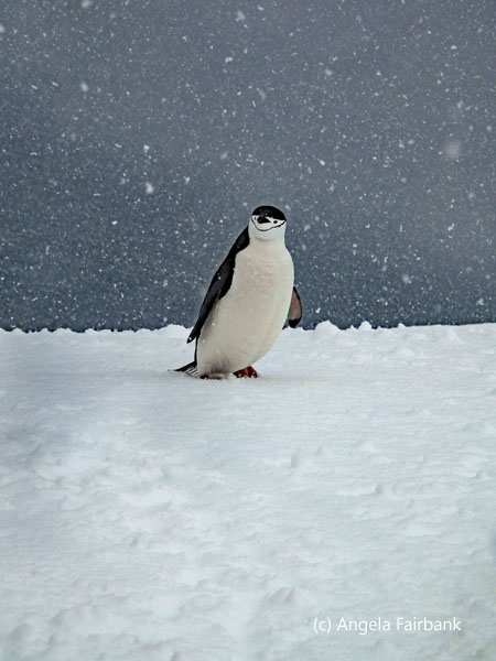 chinstrap penguin 23