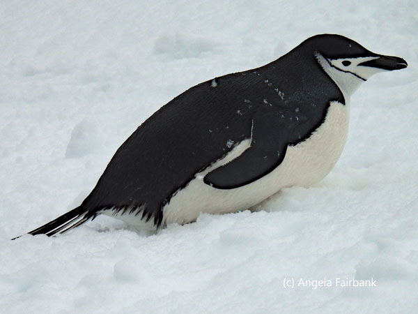 chinstrap penguin 31