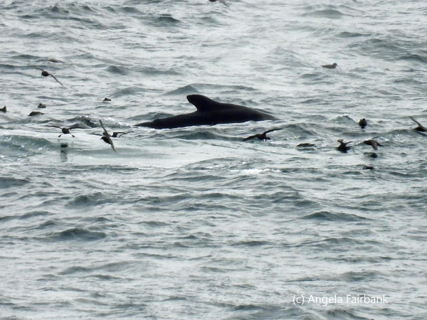 humpback whale 4