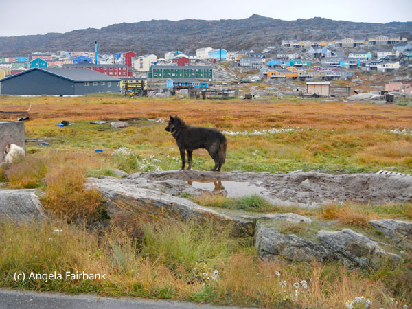 brown sled dog in the field