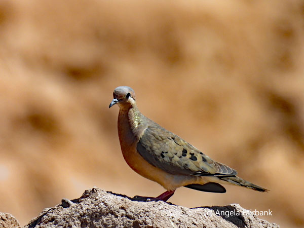 eared dove on rock