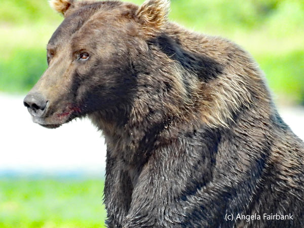 bear sitting