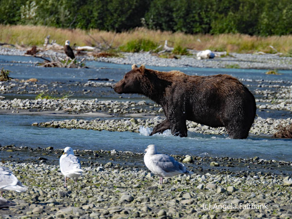 bear walking in stream with birds