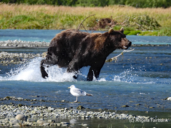 bear running in stream