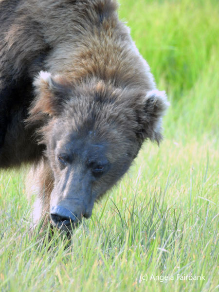 bear eating grass colour
