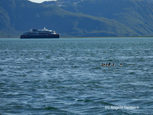 ship and birds on water