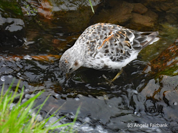 western sandpiper 4
