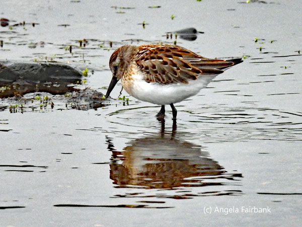 western sandpiper 5