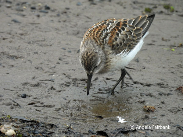 western sandpiper 8