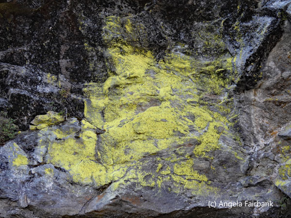 lichen
