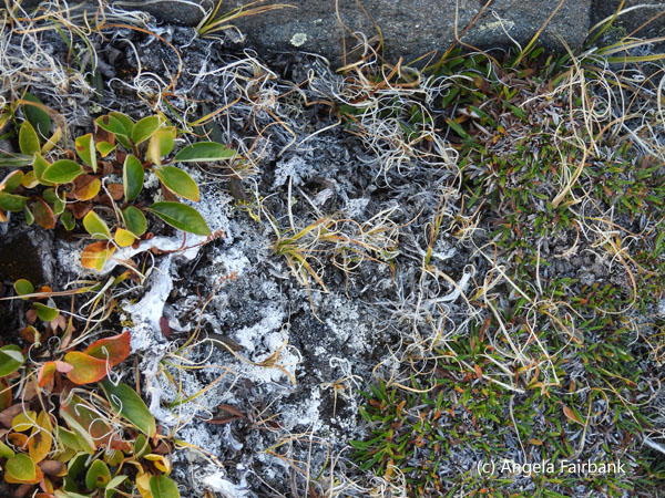 traces of perma frost