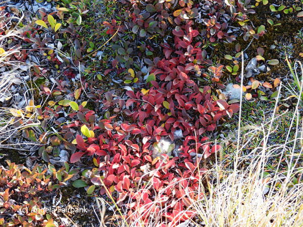 red-leaf plant