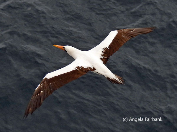 nazca booby 5