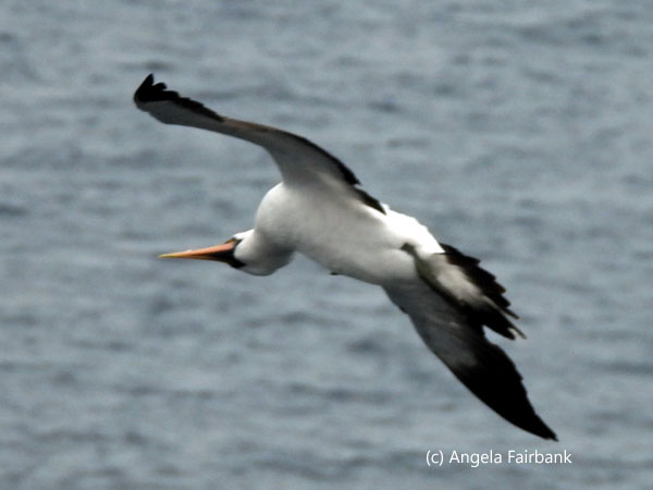 nazca booby 11