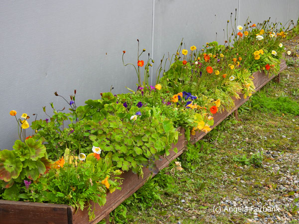 flowers in a flower box