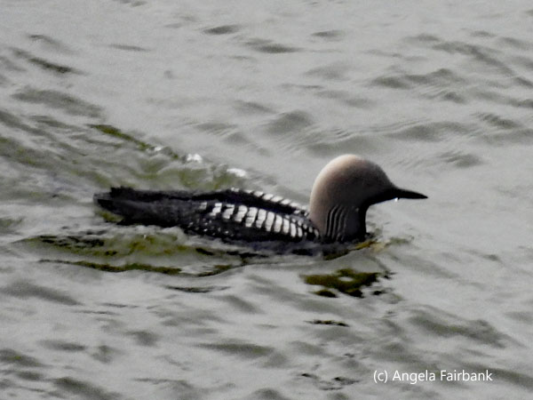 pacific loon