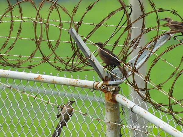 female great-tailed grackles on fence 2