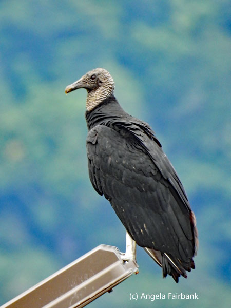 black vulture on light 3
